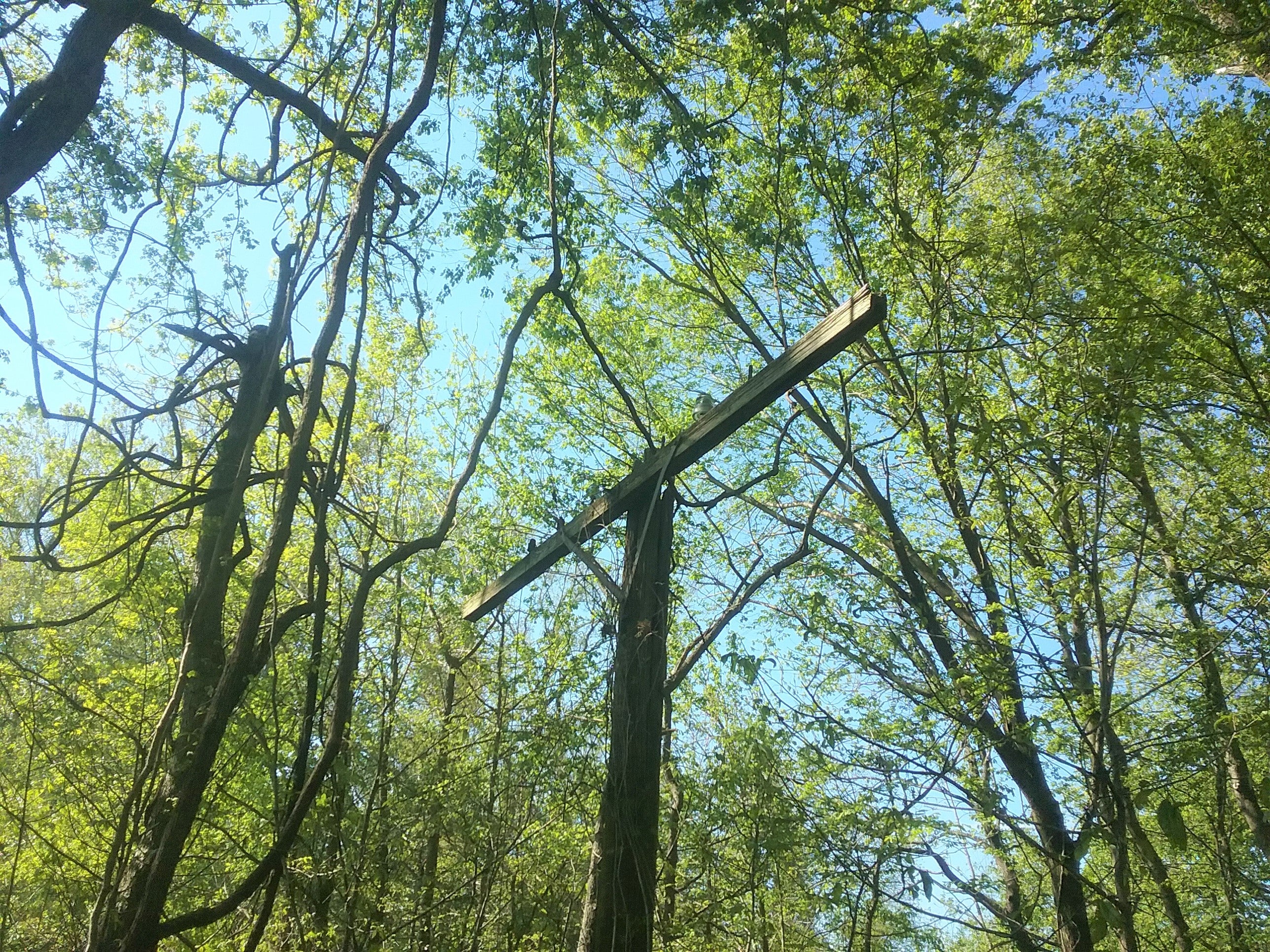 Top portion of an old telegraph pole stands among trees lining the trail